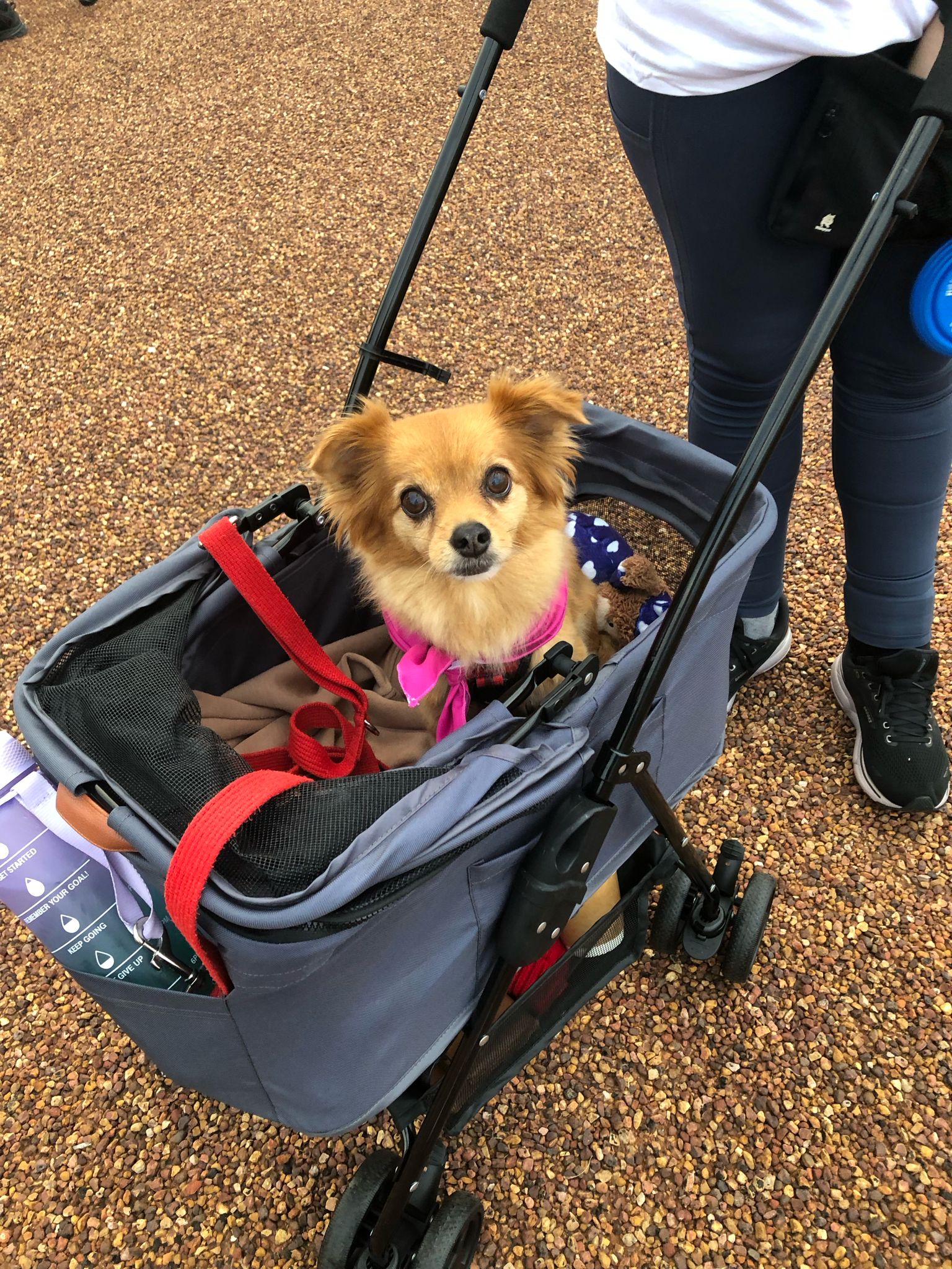 A small dog is pushed in a pram for the Gift of Life walk.