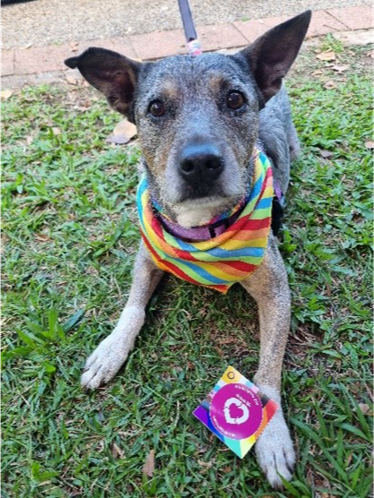 Pic of Shan's dog Squid in DonateLife pride merch